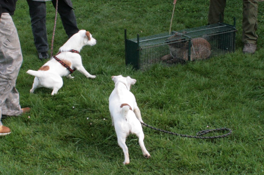 jack russel terrier devant une cage avec renard