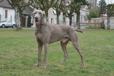 Graal, le mâle braque de Weimar choisi pour la saillie