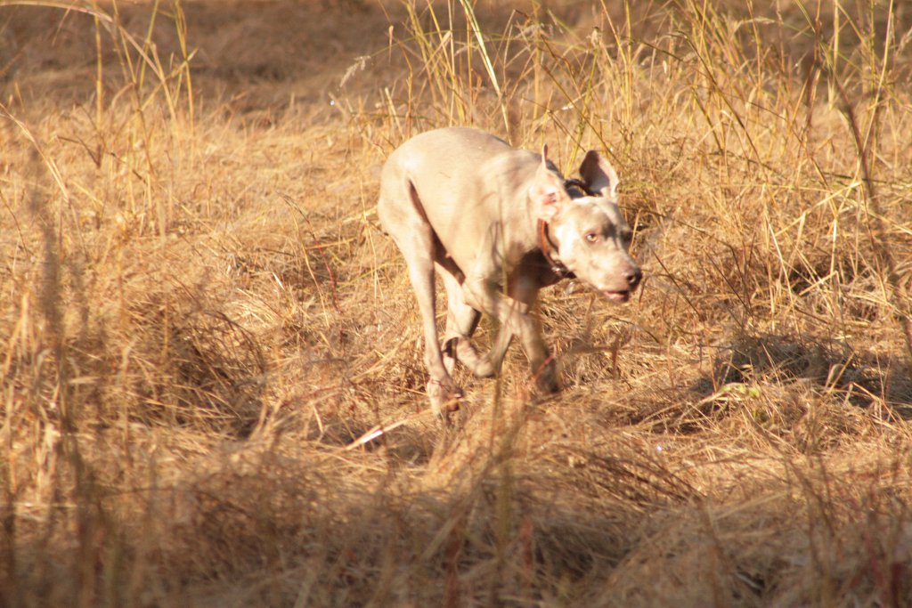 braque en pleine quête dans les sous bois d'automne