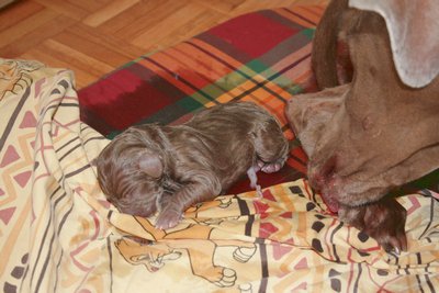 chiot venant de naître