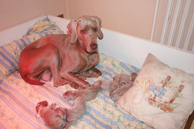 aloxe et tous ses bébés