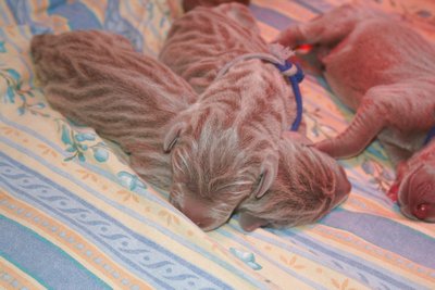 gros plan sur 2 bébés zébrés