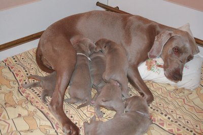 tétée, les chiots sont gros maintenant