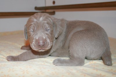 gros plan sur la tête d'un chiot, les yeux s'entrouvrent