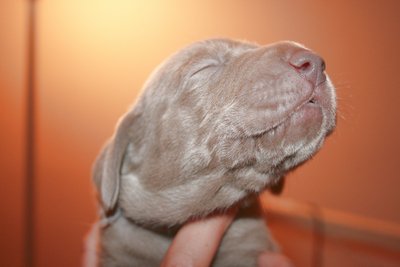 ce chiot a encore les paupières soudées