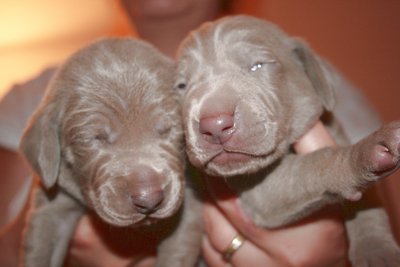 ces deux là les ont presque complètement ouvertes