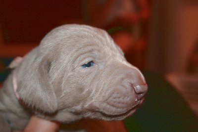 les paupières sont complètement ouvertes