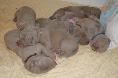 les 6 chiots dorment les un sur les autres