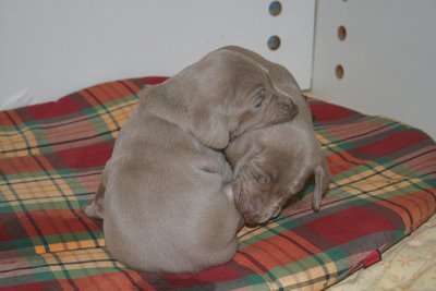 les chiots jouent à se mordiller