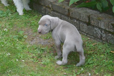 chiot pas rassuré de découvrir l'extérieure