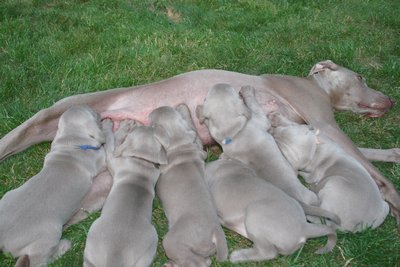 une tétée dehors, les chiots prennent beaucoup de place