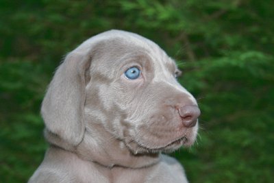 belle tête avec ses grands yeux bleu