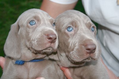 portrait de 2 autres chiots