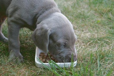 zoom sur un chiot mangeant sa ration dans l'herbe