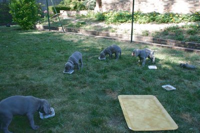 vue de tous les chiots mangeant dans l'herbe