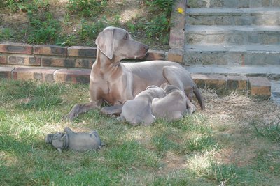 et après 2 chiots tentent de téter leur mère