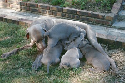 une des dernières tétées, les chiots se montent dessus