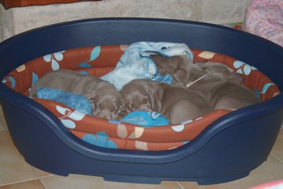 tous dans le grand panier devant la cheminée