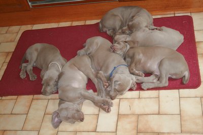 les 6 font la sieste sur le tapis de la cuisine