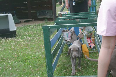 une autre vue du couloir de stimulation de l'école du chiot