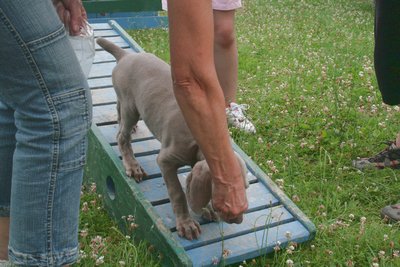 un autre chiot sur le pont à bascule, guidé par la récompense